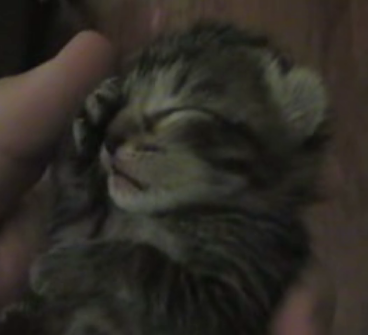 Cute 'N Sleepy